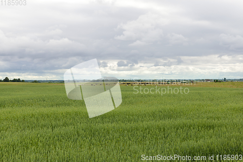 Image of agricultural field