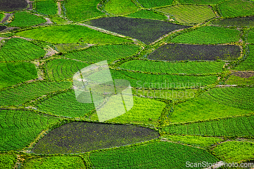 Image of Green fields close up, India