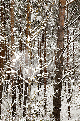 Image of Snow drifts in winter