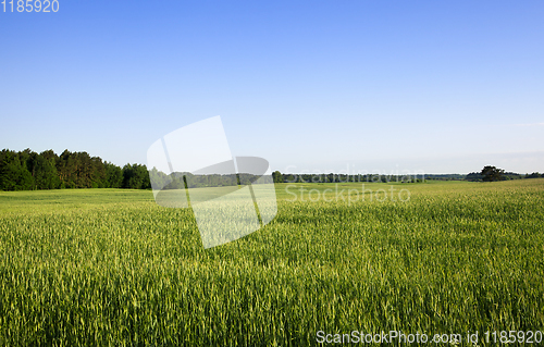 Image of summer landscape