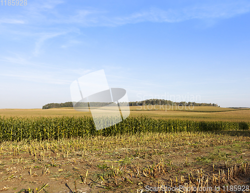 Image of green corn