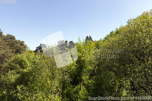 Image of mixed trees in the forest