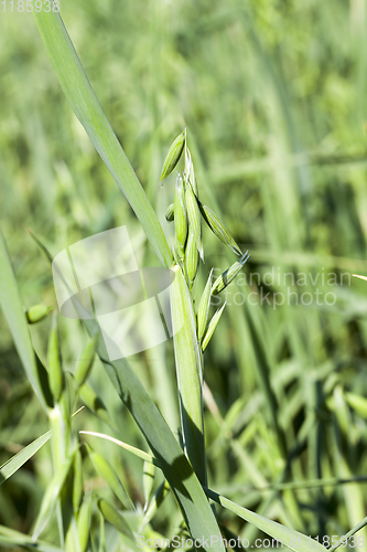 Image of green plants oats