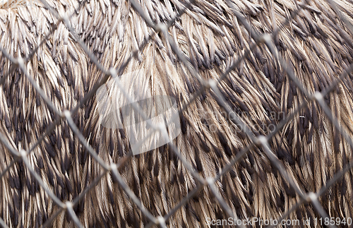 Image of details of feather emus feathers