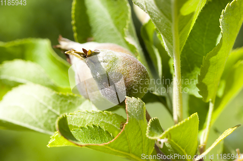 Image of young sour apples