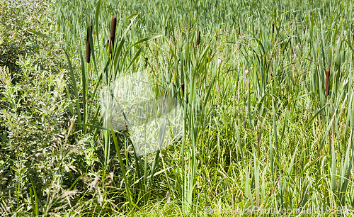 Image of green grass