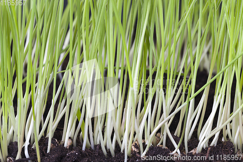 Image of rows of new young wheat