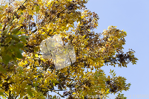 Image of yellowed ash foliage