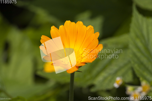 Image of flower of calendula