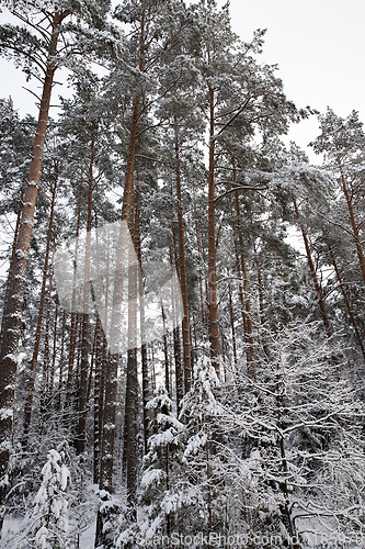 Image of forest in winter