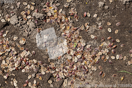 Image of ripe brown dill seeds