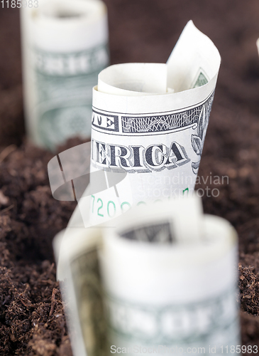 Image of planted one-dollar bills
