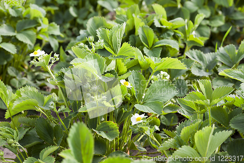 Image of strawberry bloom leaf field
