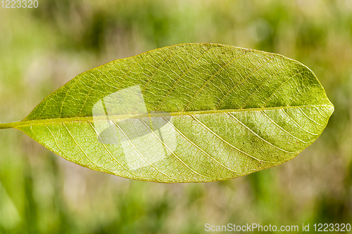 Image of Spring sheet