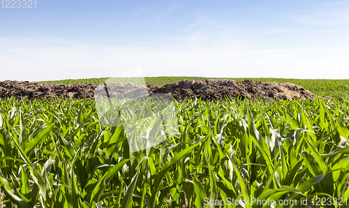 Image of heap of manure