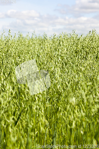 Image of oat green unripe