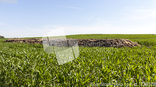 Image of heap of manure