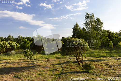 Image of tree park mowing grass