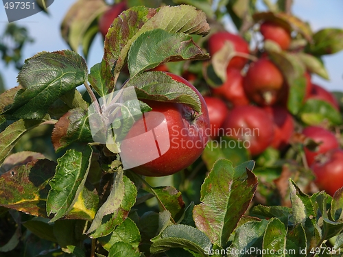 Image of Red apple