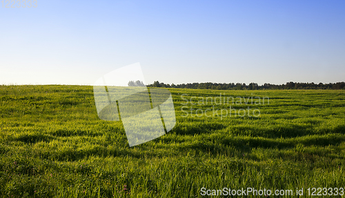 Image of green grass