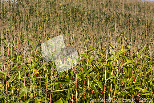 Image of yellow-green stalks of corn