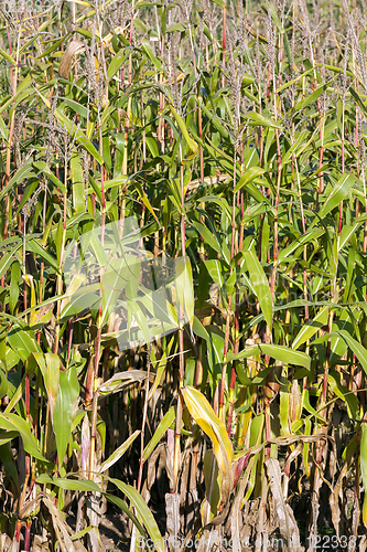 Image of closeup of corn stalks