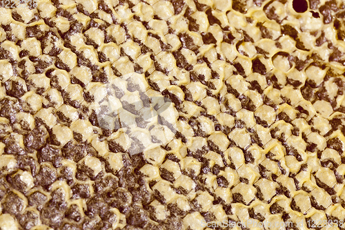 Image of hexagonal form honeycomb