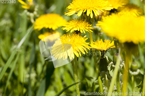 Image of group of yellow dandelions