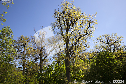 Image of deciduous trees