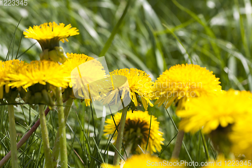 Image of group of yellow dandelions