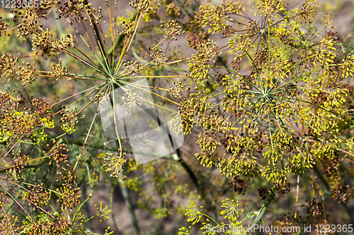 Image of old dill umbrellas