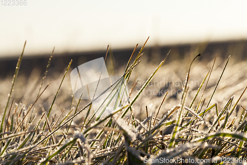 Image of grass in the frost