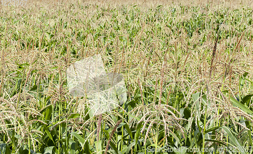 Image of brushes of young corn