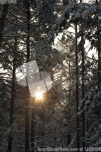 Image of sun forest winter sunset