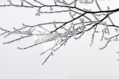 Image of deciduous forest