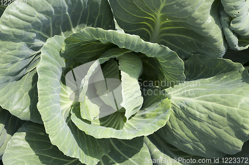 Image of head of cabbage