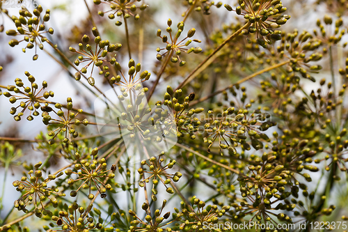 Image of old dill umbrellas