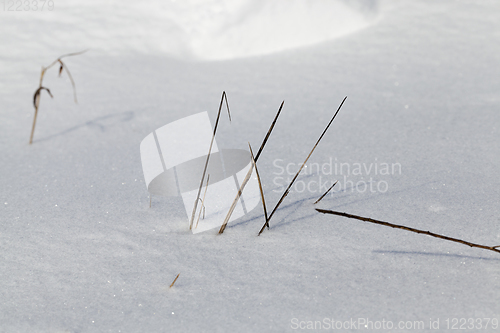 Image of dry grass stems