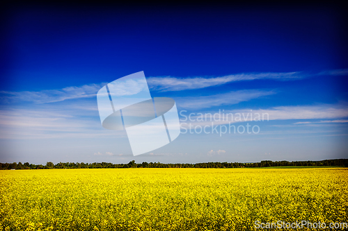 Image of Spring summer background - rape field with blue sky