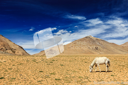Image of Horse grazing in Himalayas. Ladakh, India
