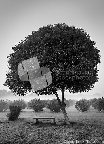 Image of Lonely tree and empty bench