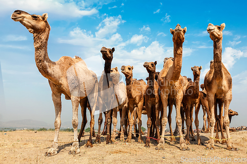 Image of Camels at Pushkar Mela Pushkar Camel Fair , India