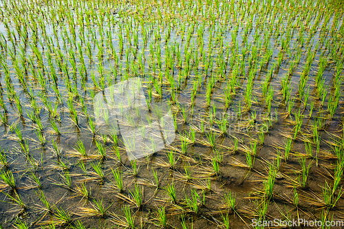 Image of Green rice paddy in India