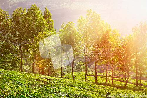 Image of Tea plantations in morning