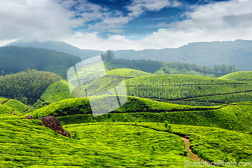 Image of Tea plantations, India