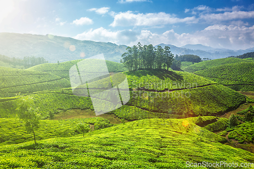 Image of Tea plantations in Kerala, India