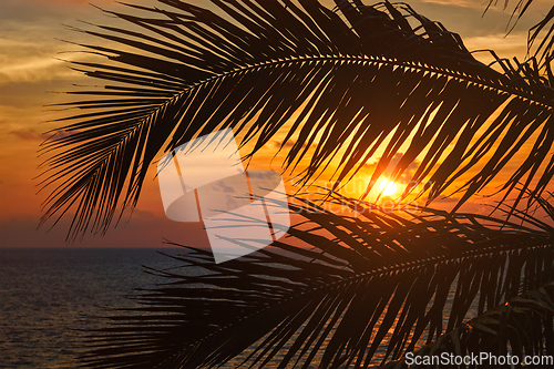 Image of Ocean sunset visible through palm leaves