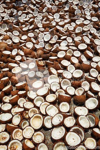 Image of Drying coconuts, Kerala, South India