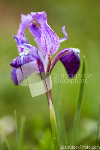 Image of Himalayan Iris close up