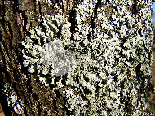 Image of Lichen tree